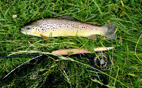 Eine herrliche Bachforelle