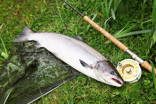 Lachs aus dem Newport River (Irland) - Bild: Rudy van Duijnhoven