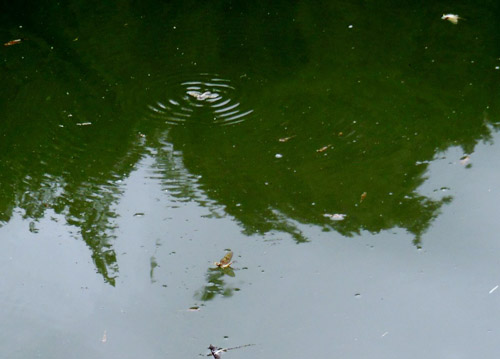 Alles auf einmal: Larvenhülse, Dun, Spinner, Spent