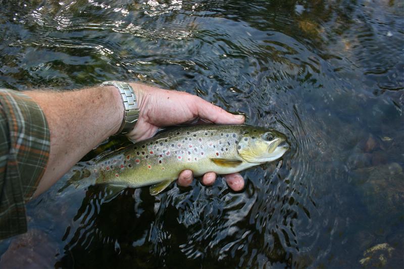 Eine kampfstarke BaFo aus der Kyll - Bild: Jan Pieter Aben