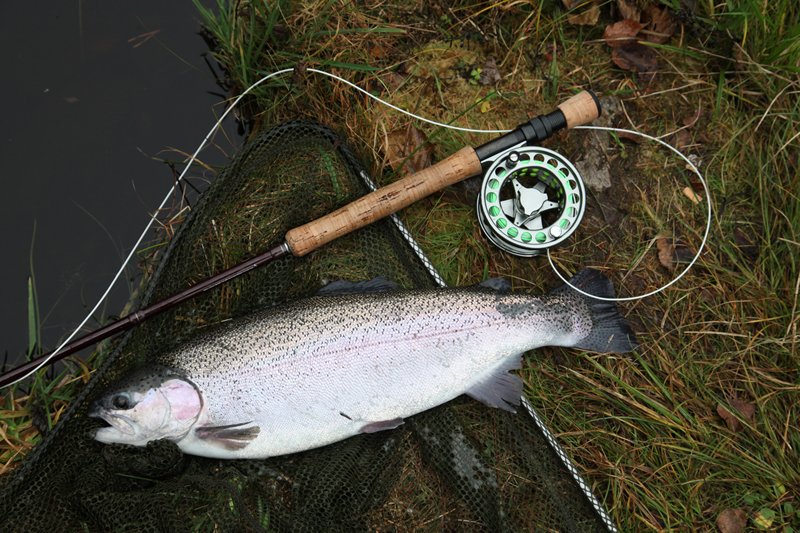 Stattliche Regenbogenforelle aus Harasjömåla