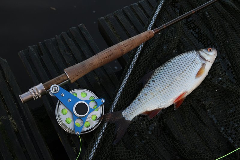 Mit solchen Rotaugen darf man rechnen, auch mit größeren Exemplaren...