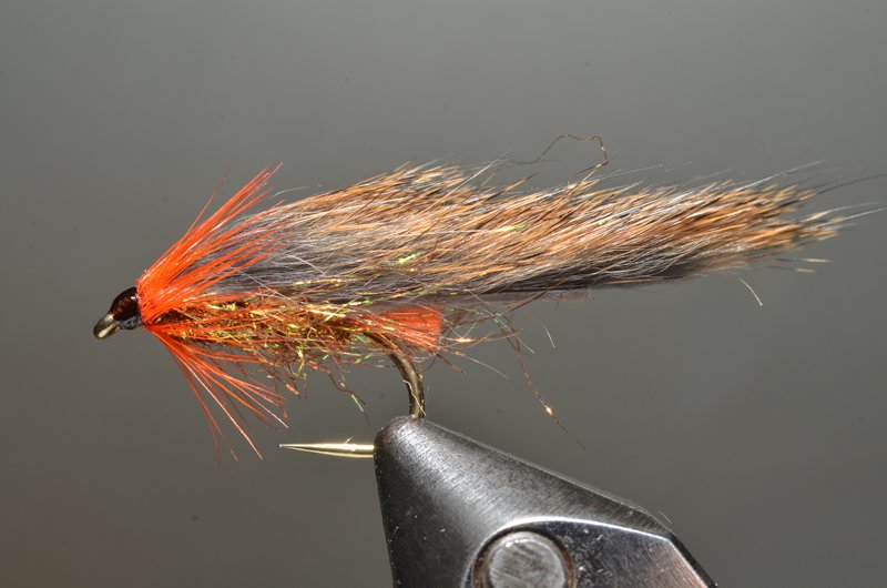 Die Horny Stickleback ohne Perle