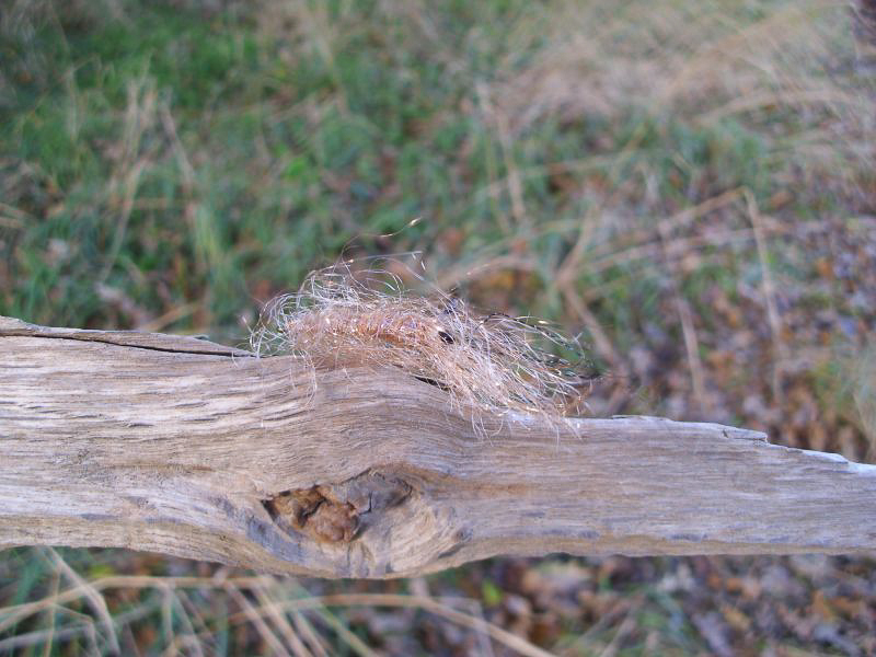 Ein fängiges Muster.