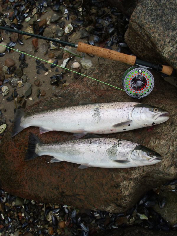 Objekt der Begierde... die Meerforelle.