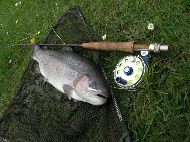 Konnte die "statische" Fliege nicht widerstehen... ein 50er Regenbogen.