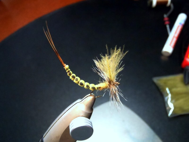 P4171133 Eintagsfliege mit extended Body.