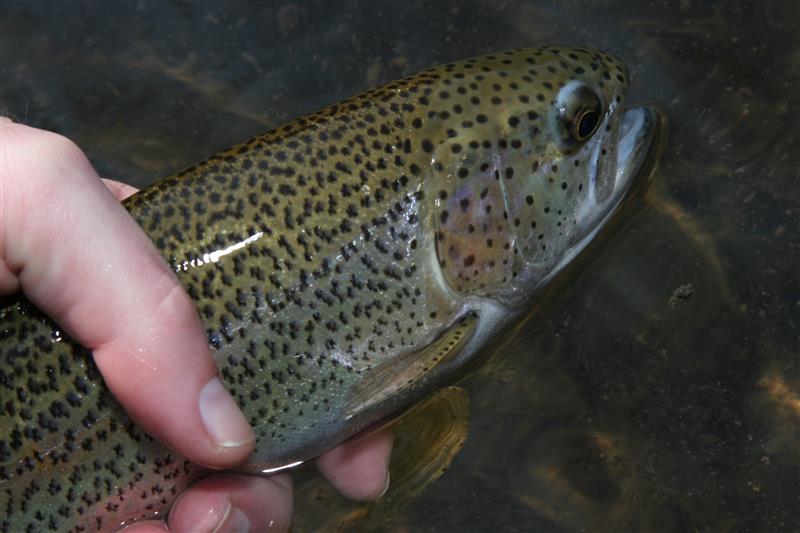 Eine schöne Forelle aus der Gera.