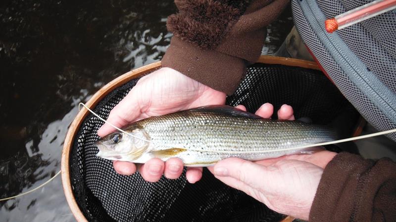 Die Rurstrecke weist auch ein sehr schöner Äschenbestand auf.