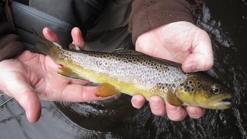 Tolle Färbung und sehr gesunder Fisch.