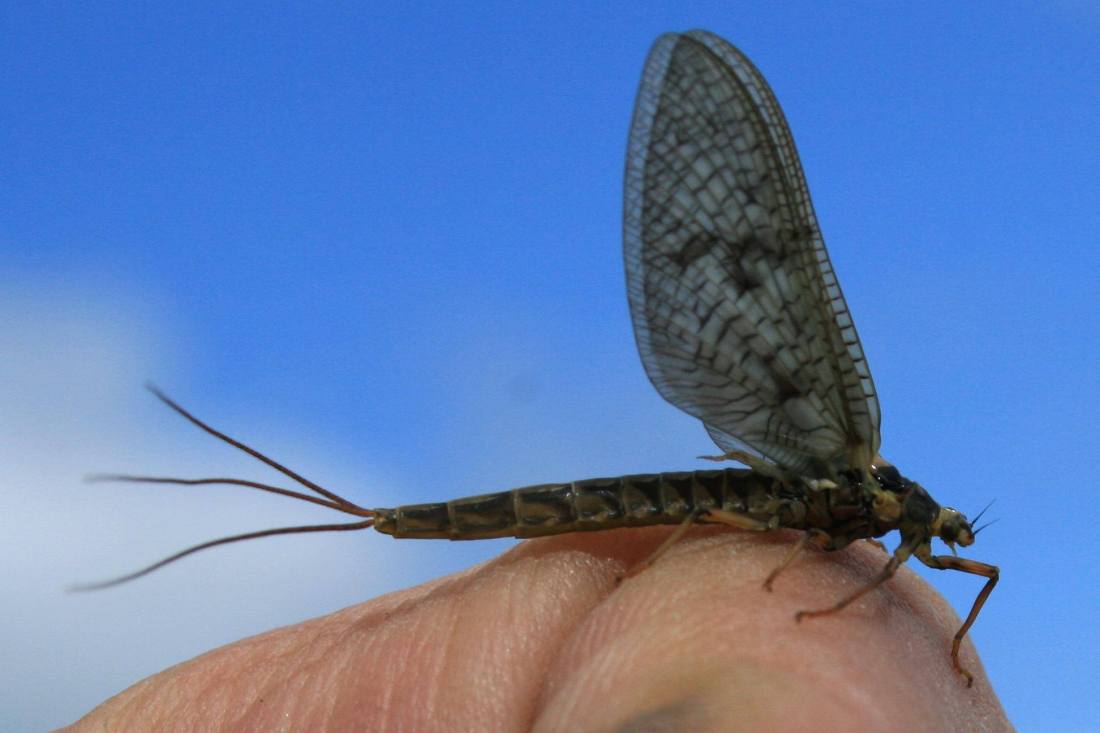 Ephemera Vulgata