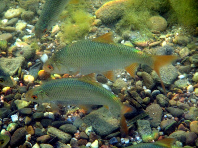 Rotaugen (Plötzen), (Rutilus rutilus) (Bild: T.Voekler) CC-BY-SA