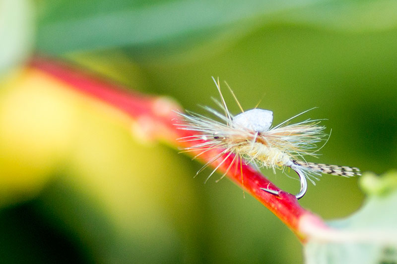 Schlüssel zum Erfolg: eine gelbe Floating Nymph.