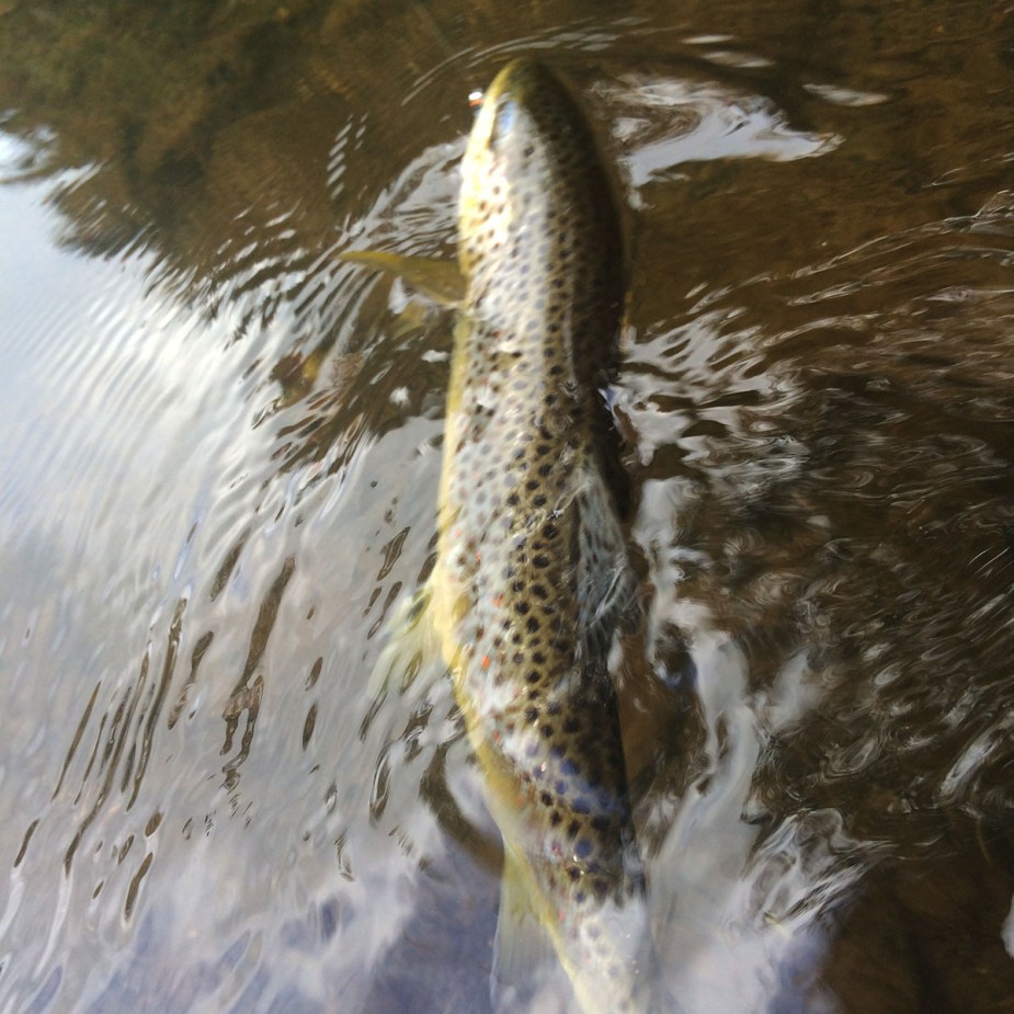 Posieren wollte diese Forelle nicht.
