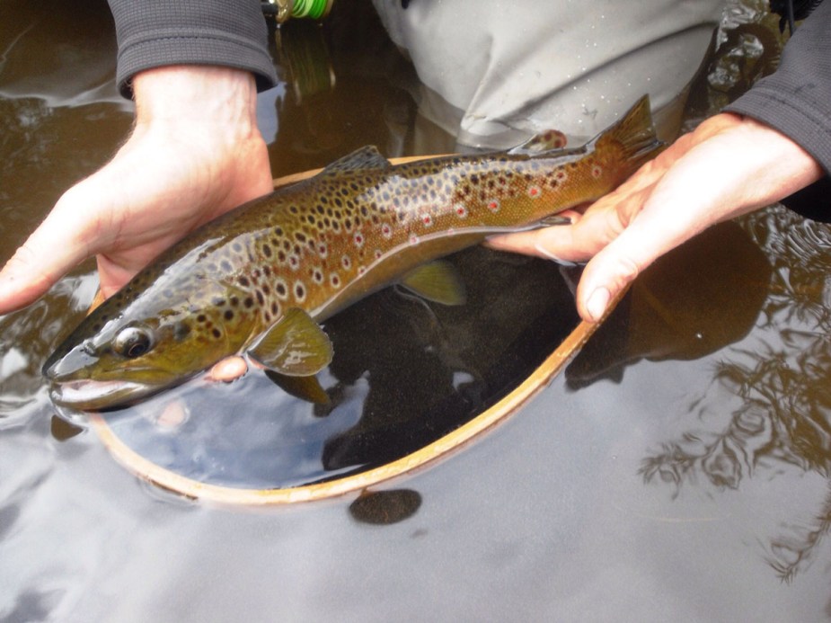 Ein Prachtfisch für Magnus.