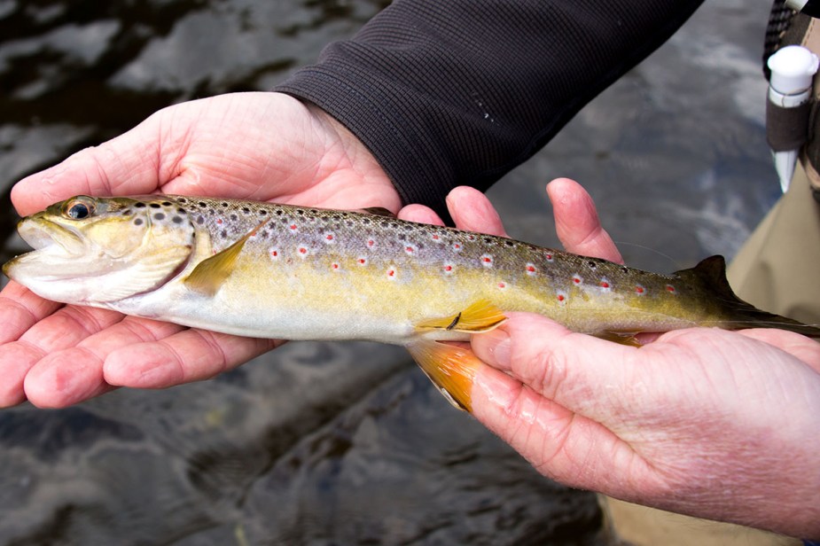 Diese Rotgetupfte konnte eine Griffith's Gnat nicht widerstehen.