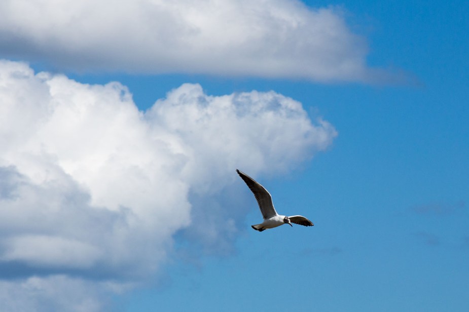 Birds flying high...