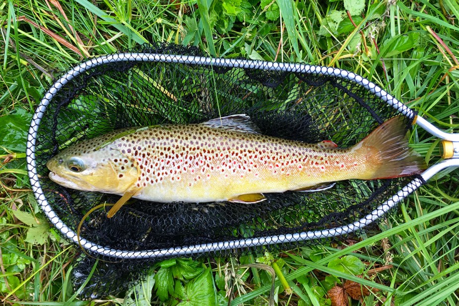 Wunderschöne, satte Bachforelle.