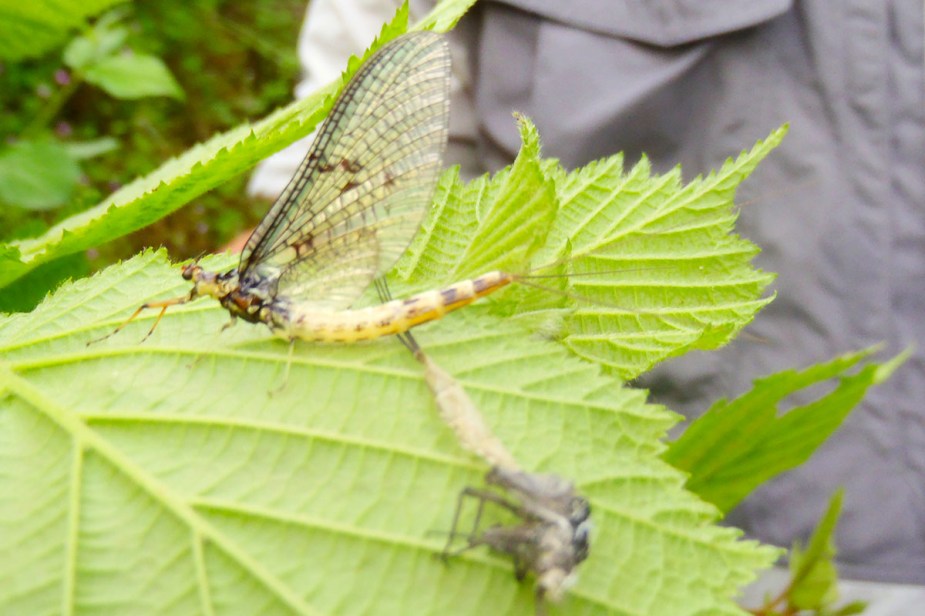 Maifliege mit Exuvie.