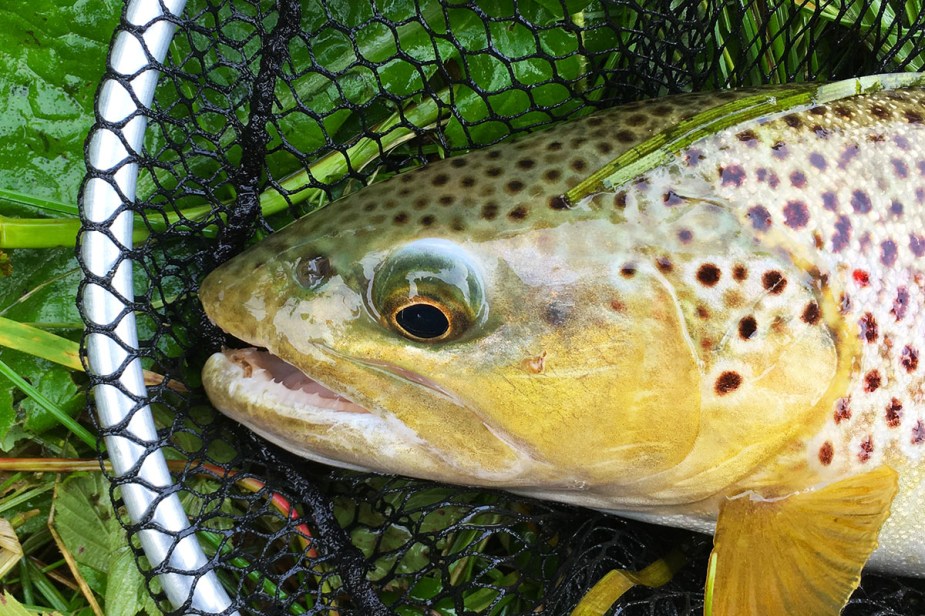 Wunderschöne Zeichnung.