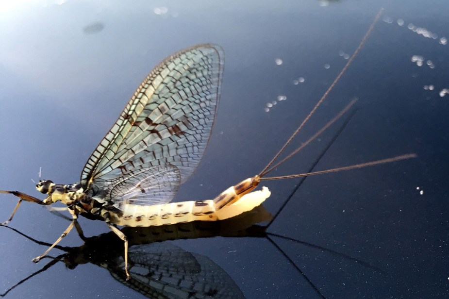 Da hat sich das Weibchen vertan und legt die Eier auf dem Dach eines PKW ab.