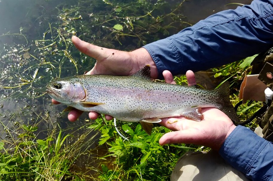 Sehr gut ernährte Regenbogenforelle.