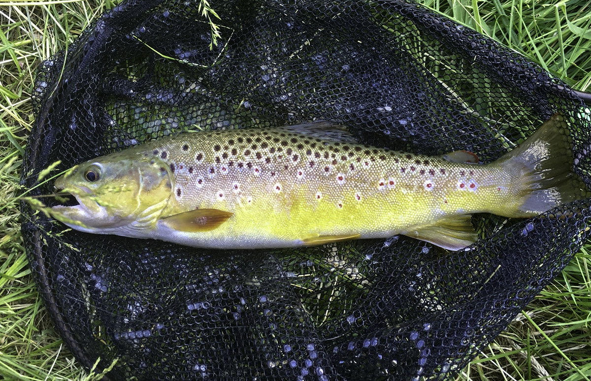 48er Bachforelle aus der Wiesent: fett, satt und voller Maifliegen…