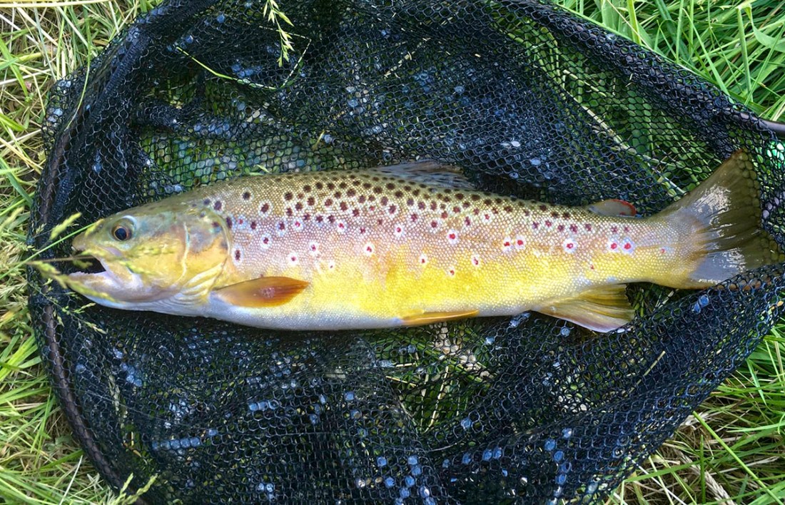 48er Bachforelle aus der Wiesent: fett, satt und voller Maifliegen…