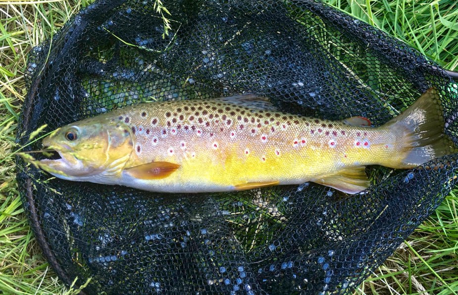 48er Bachforelle aus der Wiesent: fett, satt und voller Maifliegen…